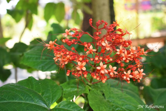 img_3708-edited-flower